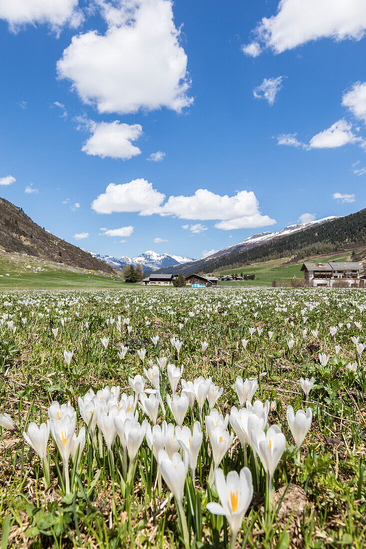 Close up of Crocus flowers with the alpine village of Davos on background, Sertig Valley, canton of Graubünden, Switzerland