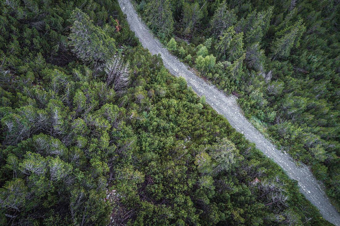 Green woods, Entova Alp, Malenco Valley, Sondrio province, Valtellina, Lombardy, Italy