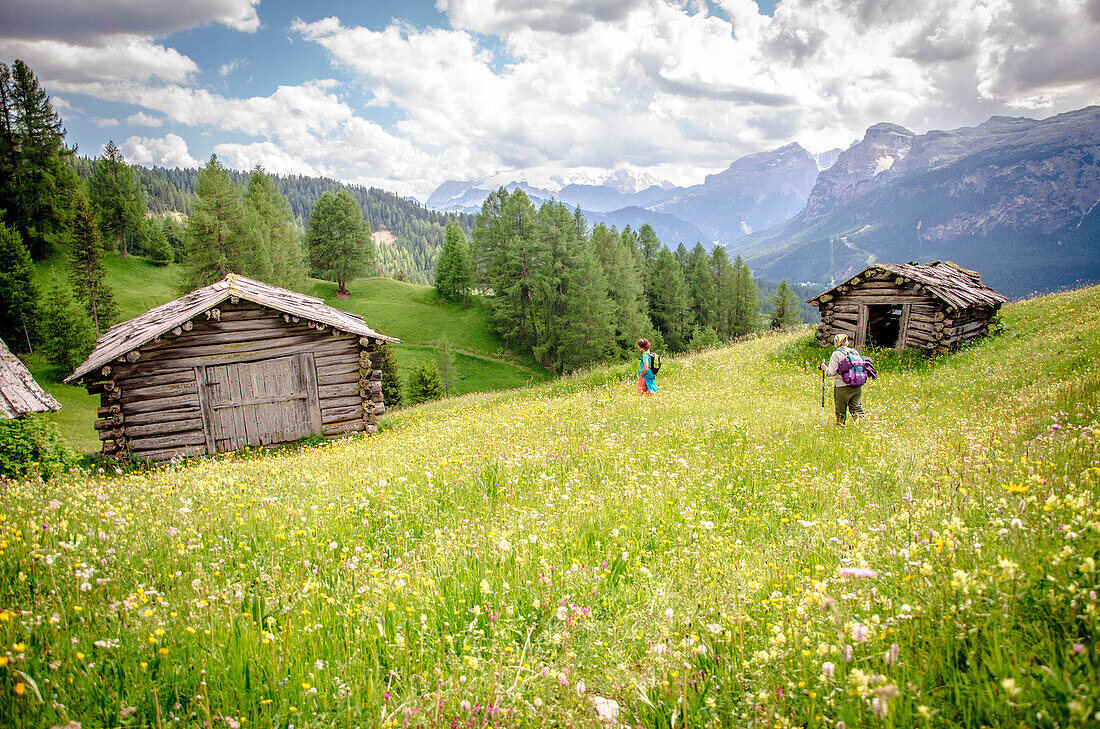 Armentara meadows in full bloom. Armentara, Alta Badia, South Tyrol, Italy, Europe