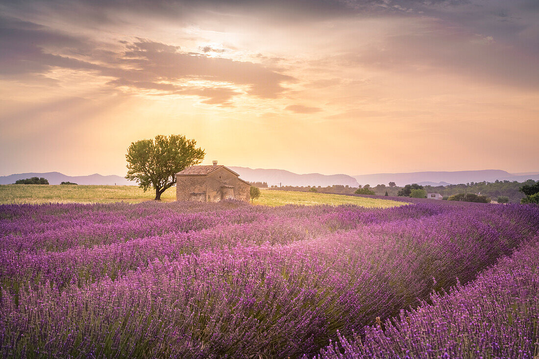 Lonely house surrounded by lavender fields near Valensole, Provence, France