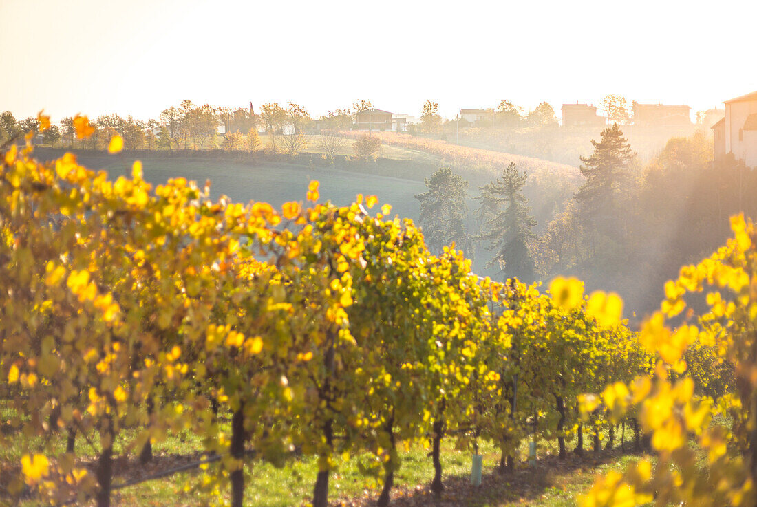 Levizzano Rangone, Modena Province, Emilia Romagna, Italy