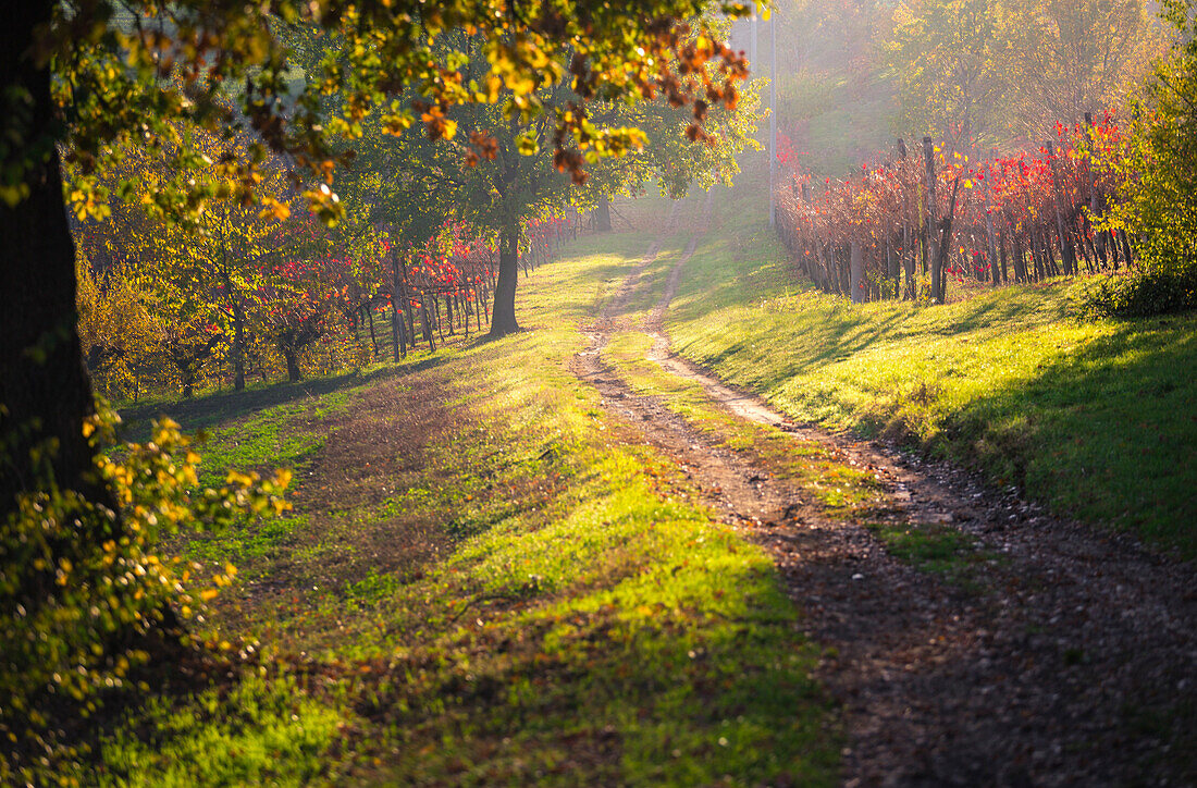 Levizzano Rangone, Modena Province, Emilia Romagna, Italy