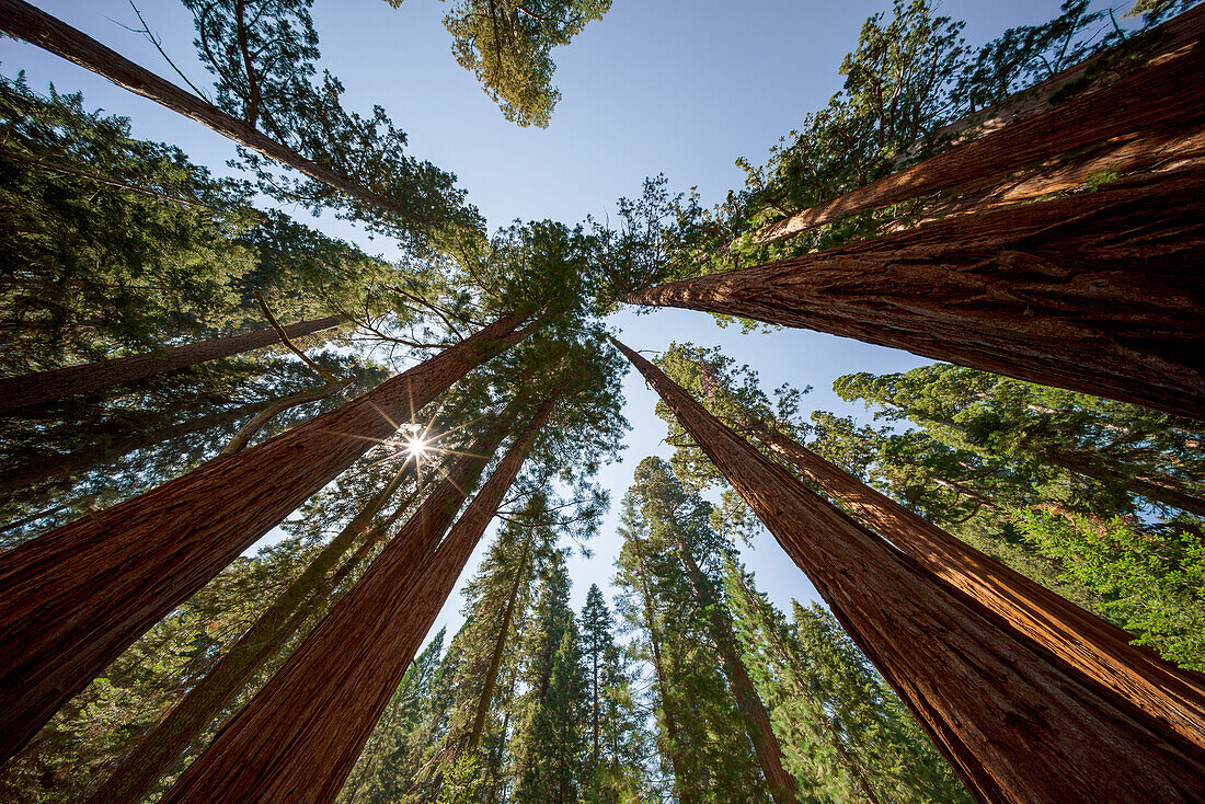 Giant Sequoia Trees at Sequoia and Kings Canyon National Park, Visalia, Sierra Nevada, California; USA