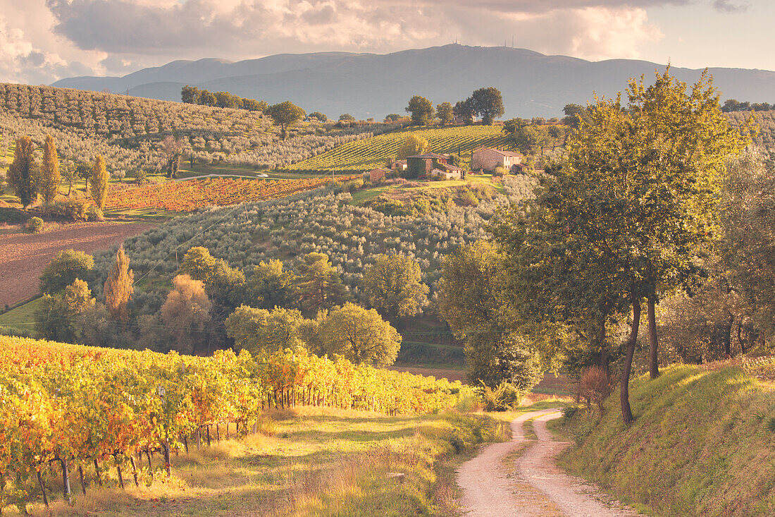 Europe,Italy,Umbria,Perugia district,Montefalco. Vineyards in autumn