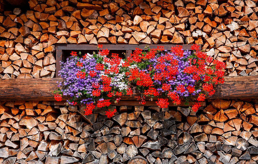Pelargonium (Geranium) inside a woodshed, Rolle Pass, Trento province, Trentino Alto Adige, Italy, Europe