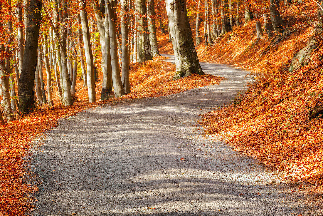 Autumn road, Intelvi valley, Como province, Lombardy, Italy, Europe