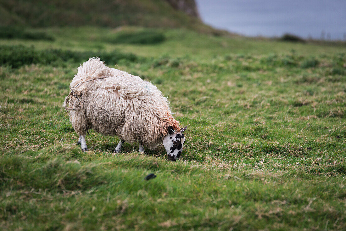 A sheep grazing on the hill, , Northern Ireland, County Antrim, Bushmills, United Kingdom