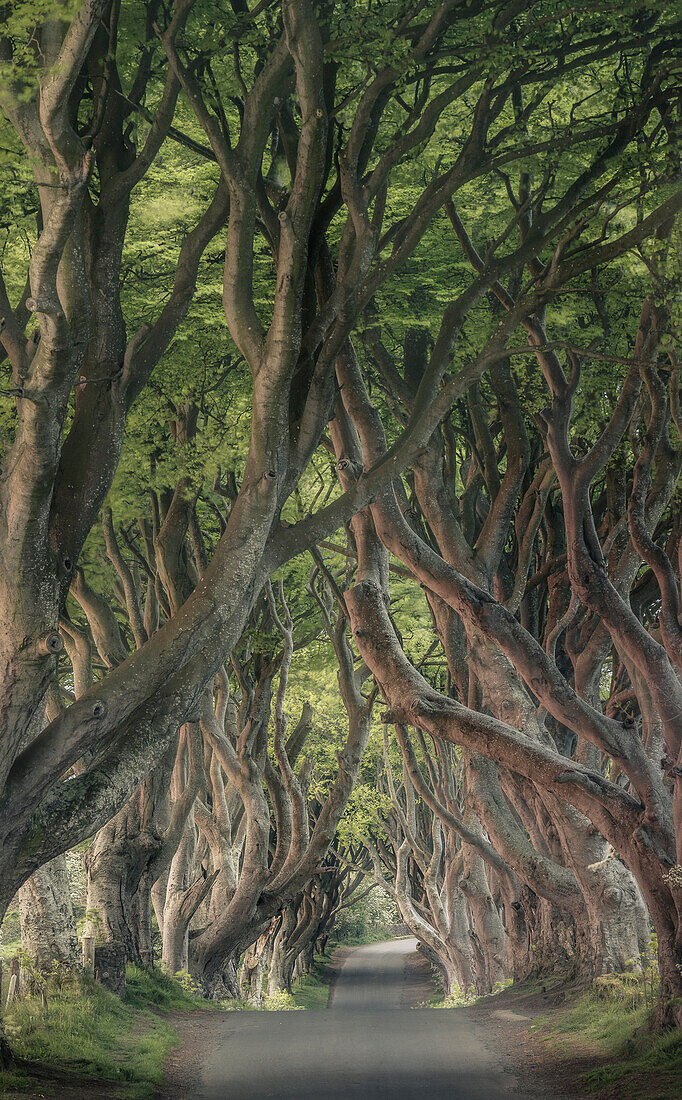 The Dark Hedges near Stanocum, County Antrim, Northern Ireland, United Kingdom