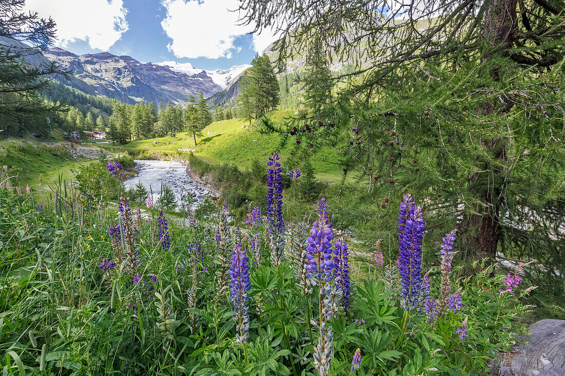 Violet flowers in high Gressoney Valley, Aosta Valley, Italy, Europe