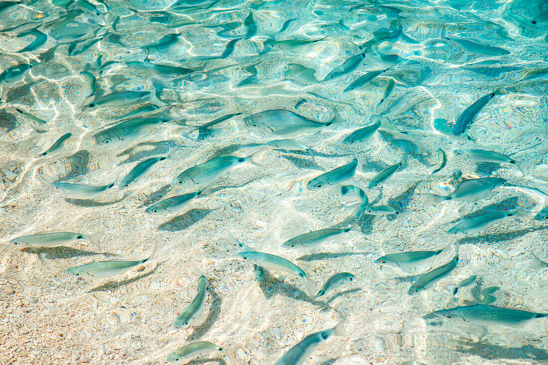 Crystalline water and fish in Cala Mariolu beach, Baunei, Ogliastra province, Sardinia, Italy, Europe.