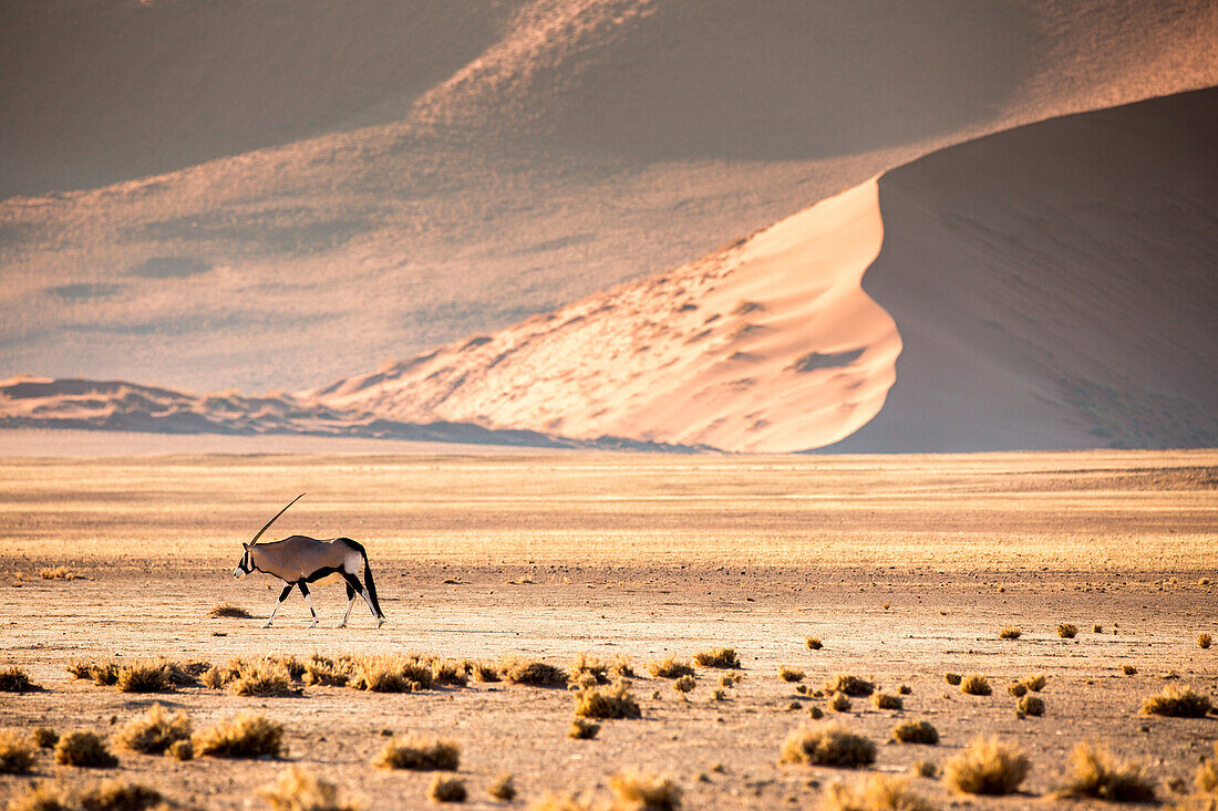 Sossusvlei, Namib desert, sand dunes during the golden hour. Namibia, Africa. Oryx Gemsbok