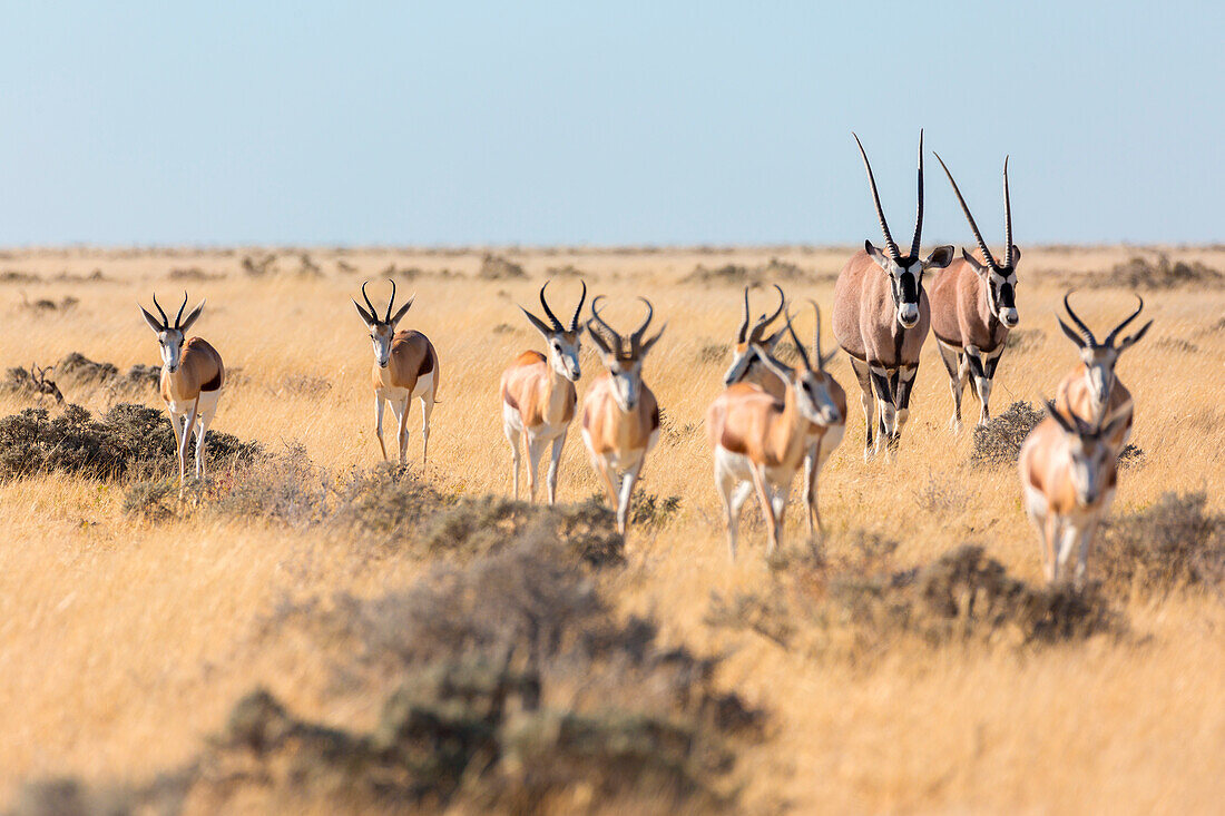wildlife in Etosha, Namibia, Africa, Oryx and springboks