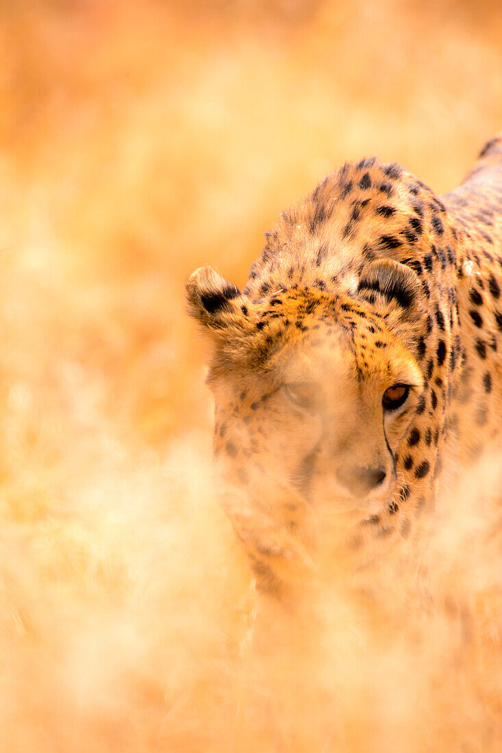 Wild cheetah in Etosha, Namibia, Africa