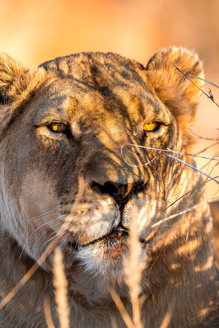 Wild Lioness in Etosha, Namibia, Africa
