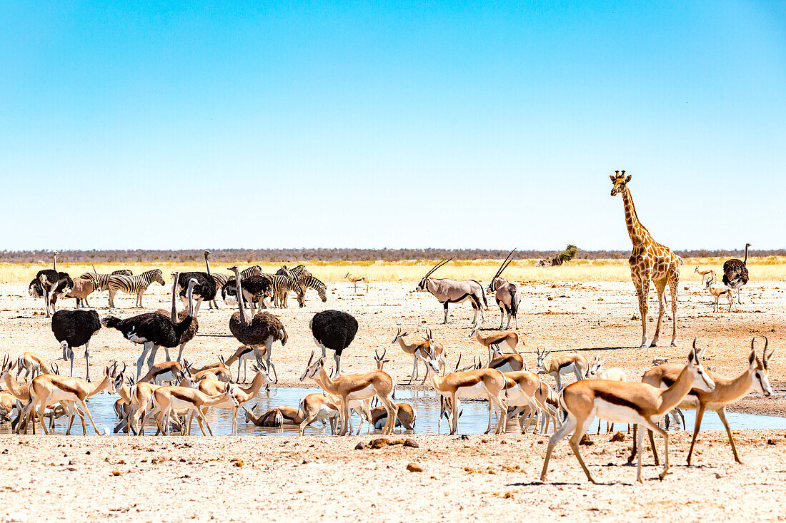 wildlife at the waterhole in Etosha, Namibia, Africa, Giraffe, oryx, ostriches, springboks