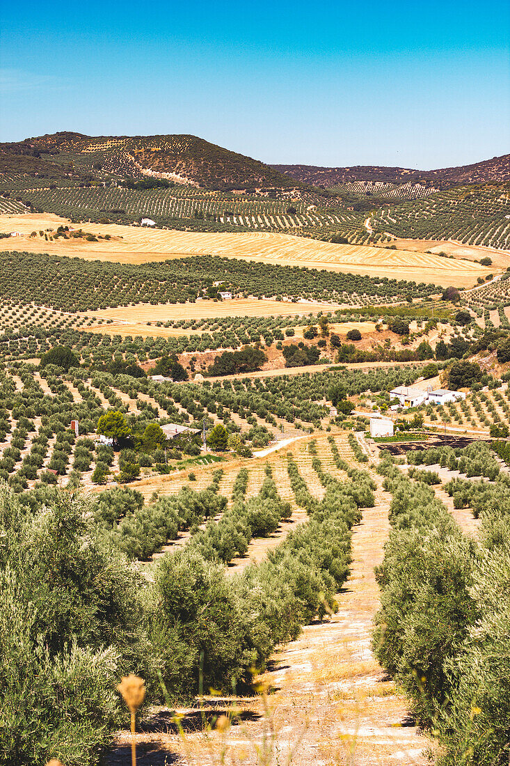 Cultivated fields in La Mancha, Central Spain, Europe