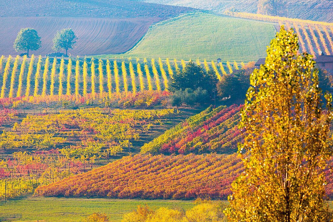 Lambrusco Grasparossa Vineyards in autumn, Castelvetro di Modena, Emilia Romagna, Italy