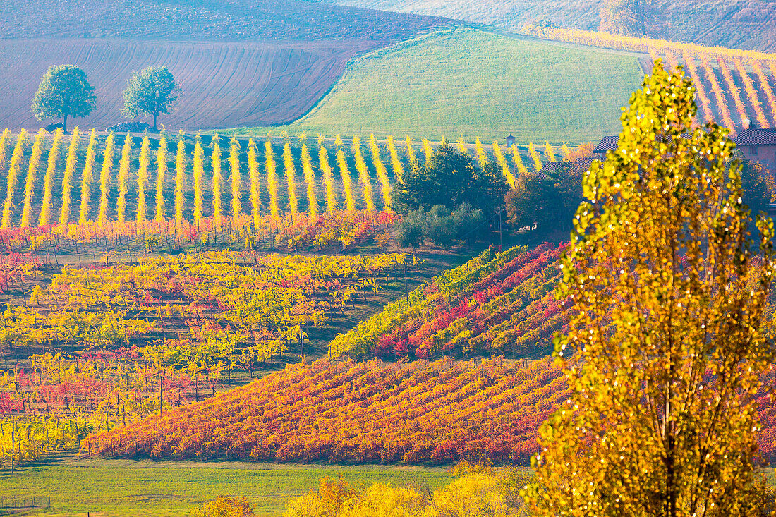 Lambrusco Grasparossa Vineyards in autumn. Castelvetro di Modena, Emilia Romagna, Italy