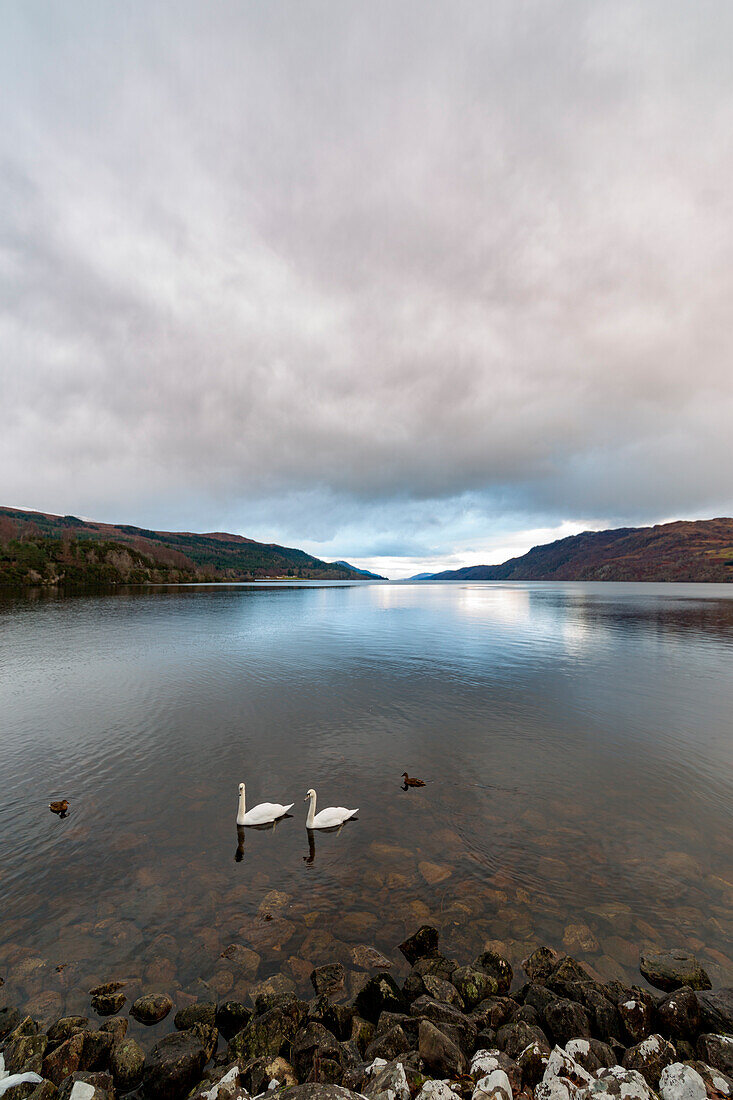 Swan at Loch Ness, Highlands, Scotland