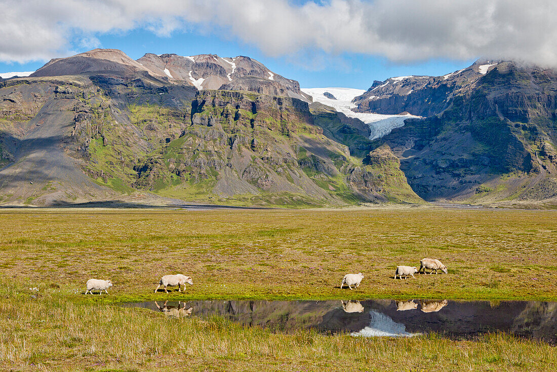 Sheeps reflection, Sudurland, South Iceland, Iceland