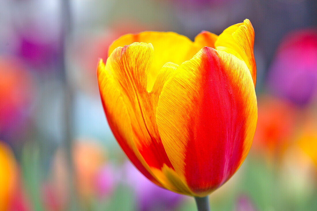Nahaufnahme einer Tulpe, die von gelb nach rot schattiert, Botanischer Garten Keukenhof, Lisse, Südholland, Niederlande