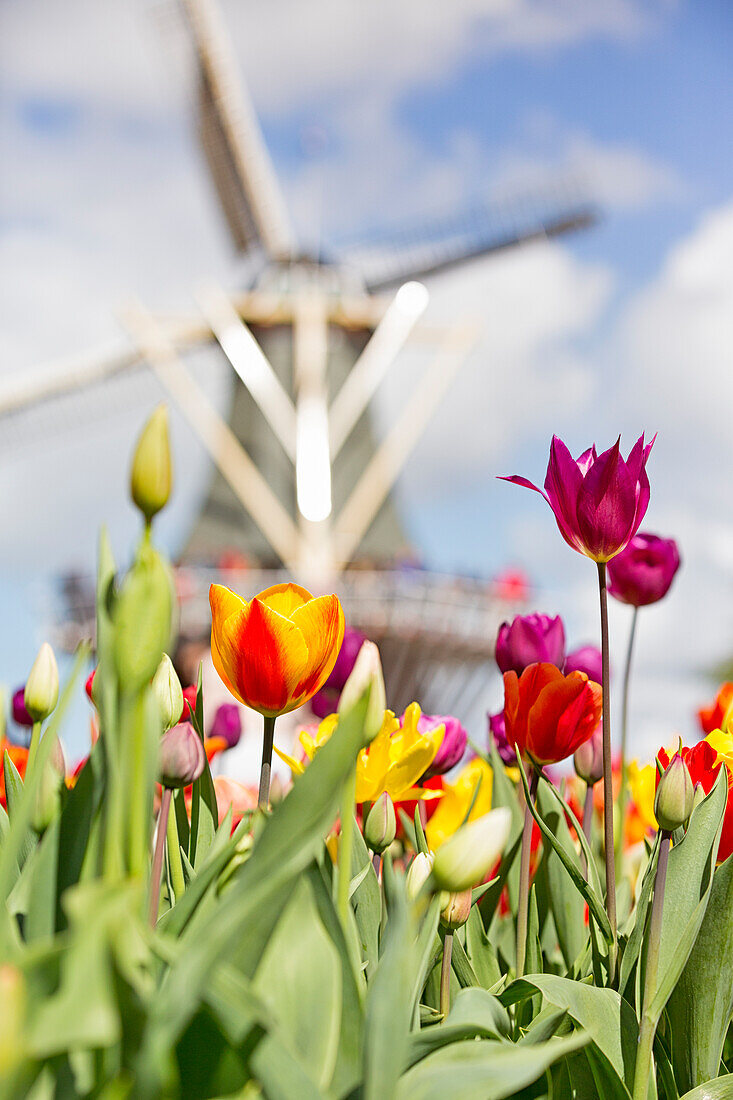 Close up of multicolored tulips with windmill on the background, Keukenhof Botanical garden, Lisse, South Holland, The Netherlands