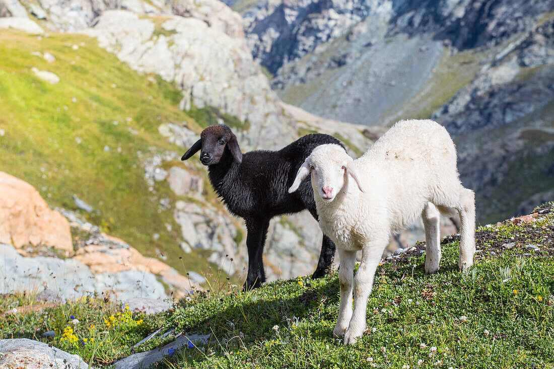 A couple of black and white lambs. Valtellina, Lombardy, Italy