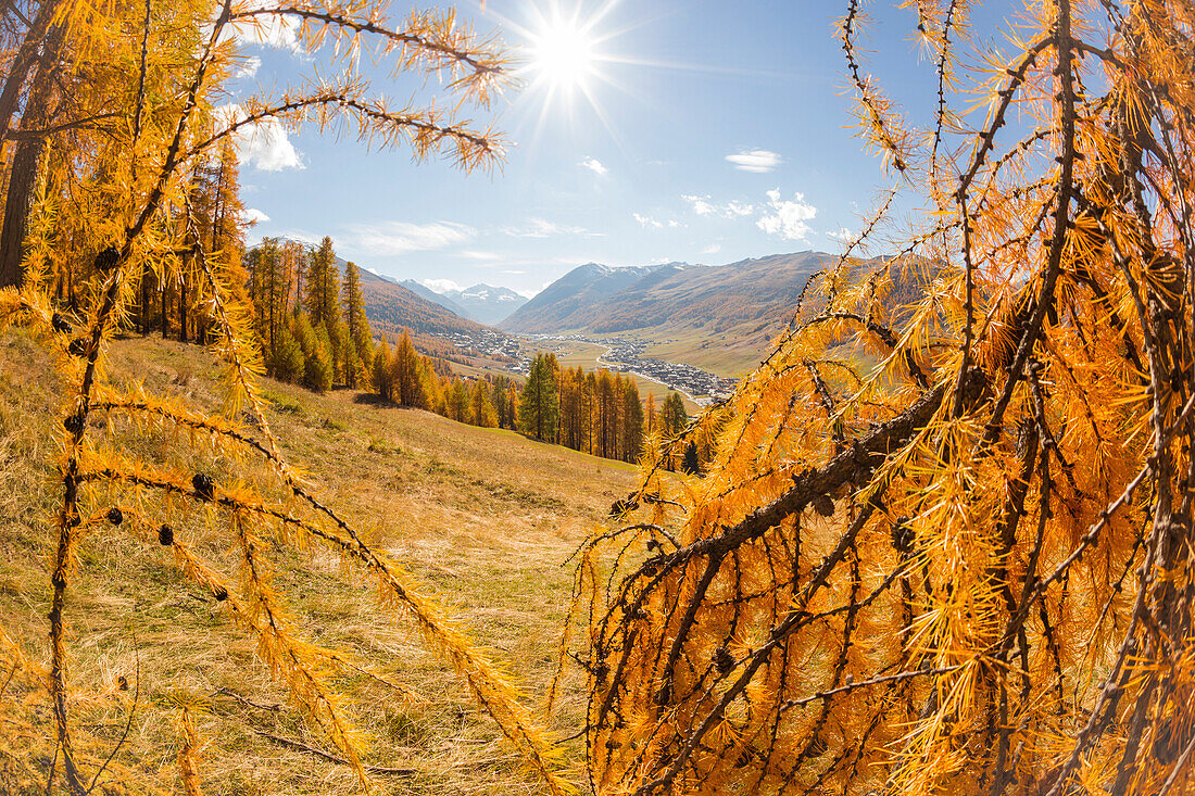 Livigno and the colours of autumn in a sunny day, Valtellina, Lombardy, Italy, Europe