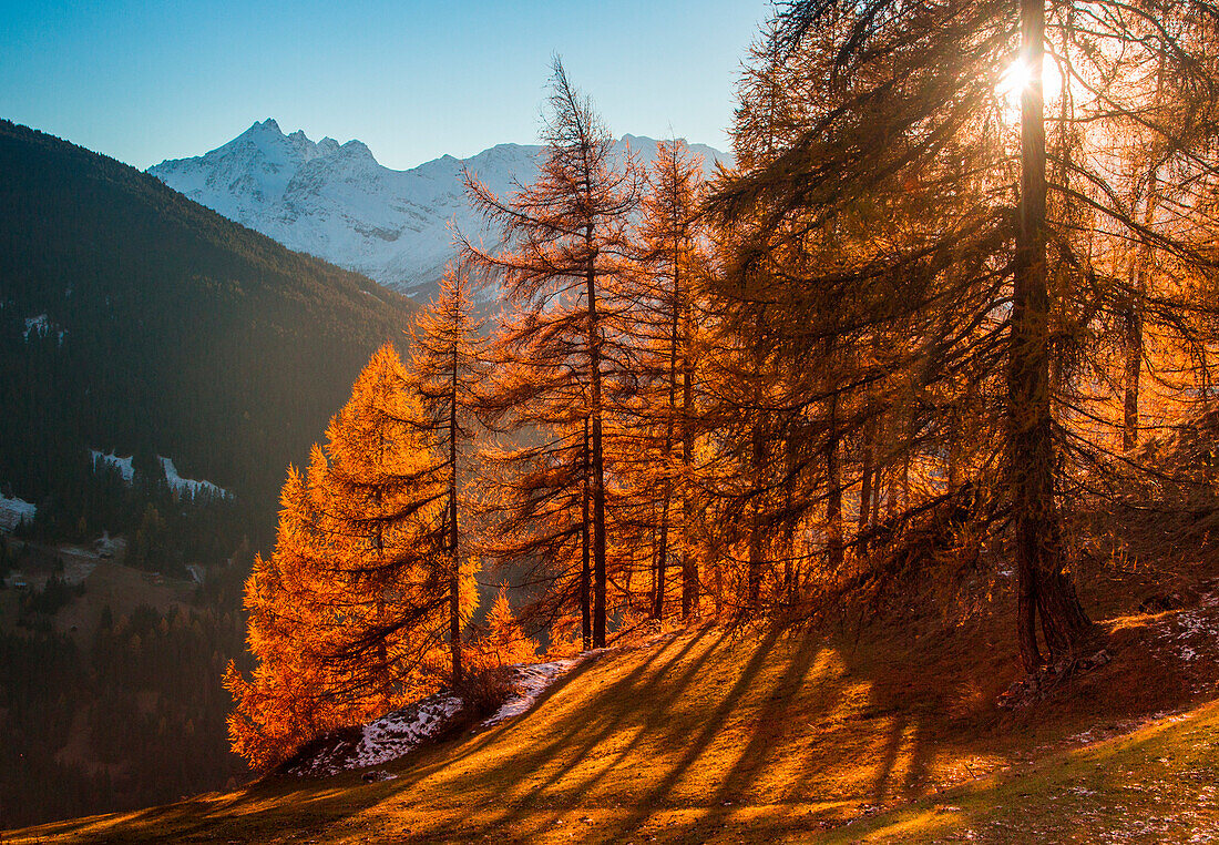 Sun light between larches in autumn. Bormio, Valtellina, Lombardy, Italy