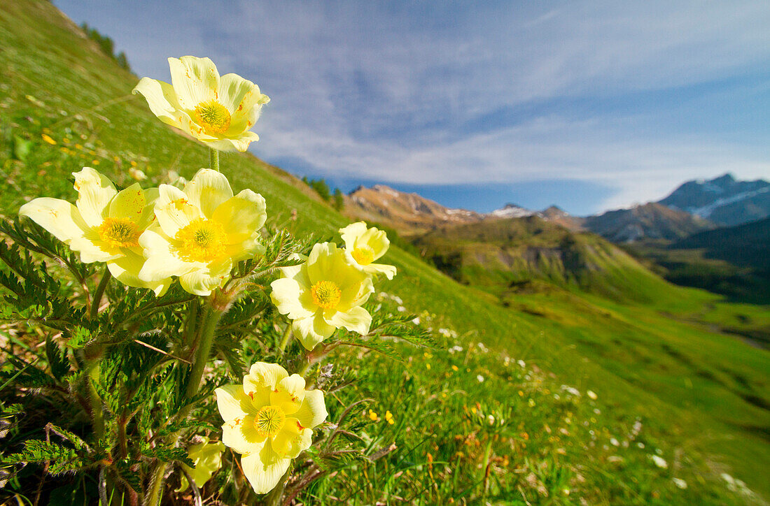 A yellow summer anemone blooming in italian mountains. Crocedomini pass, Lombardy, Italy, Europe