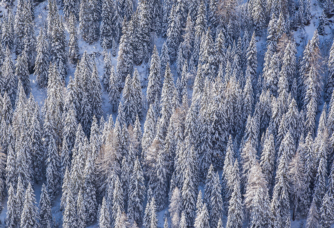 Un bosco di Abeti innevato, Valtellina, Lombardy, Italy