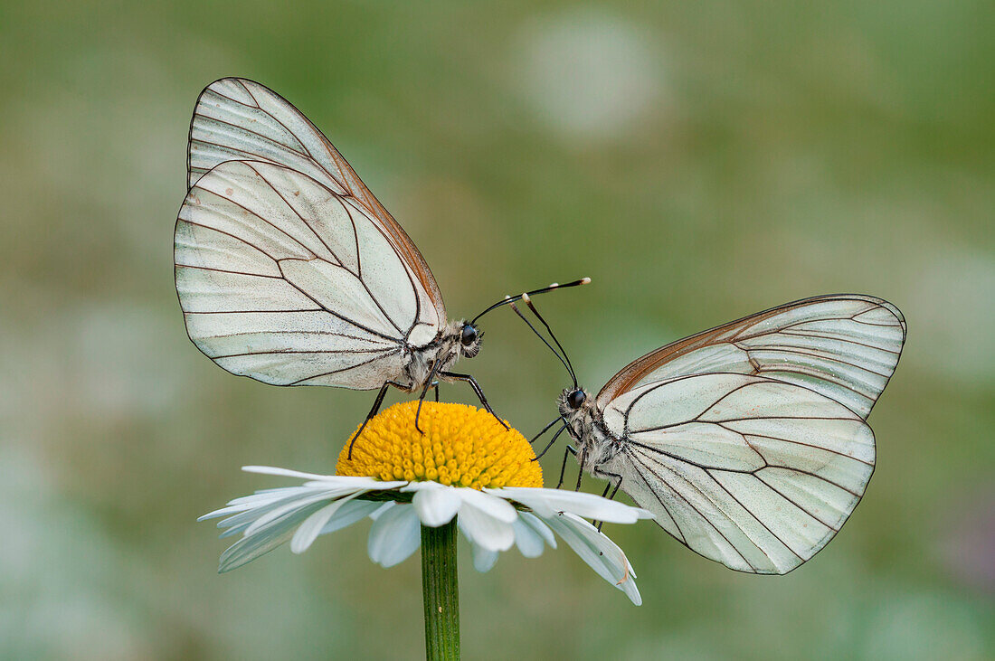 Black-veined white on the daisy, Trentino Alto-Adige, Italy