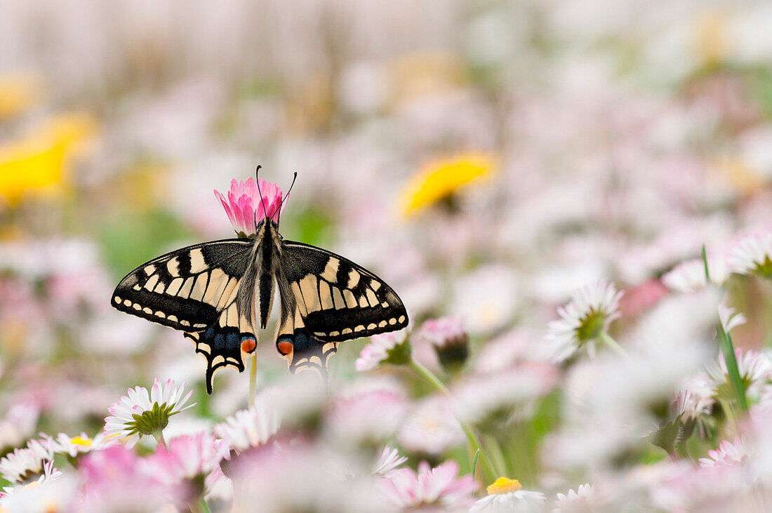 old world swallowtail on the flowers, Trentino Alto-Adige, Italy