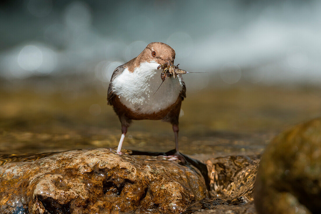 white-throated dipper in the river with cue, Trentino Alto-Adige, Italy