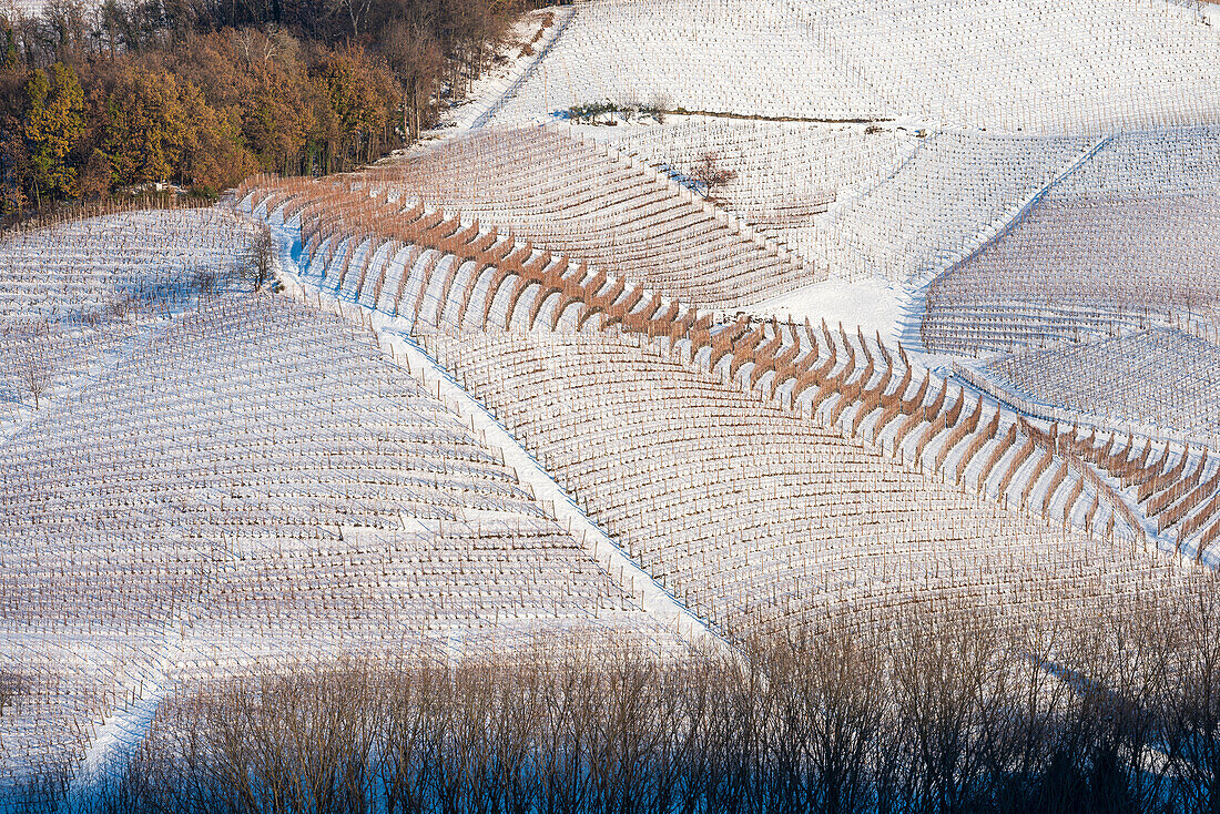 The vineyards of the Langhe in winter.Italy, Piedmont, Langhe, Cuneo district.