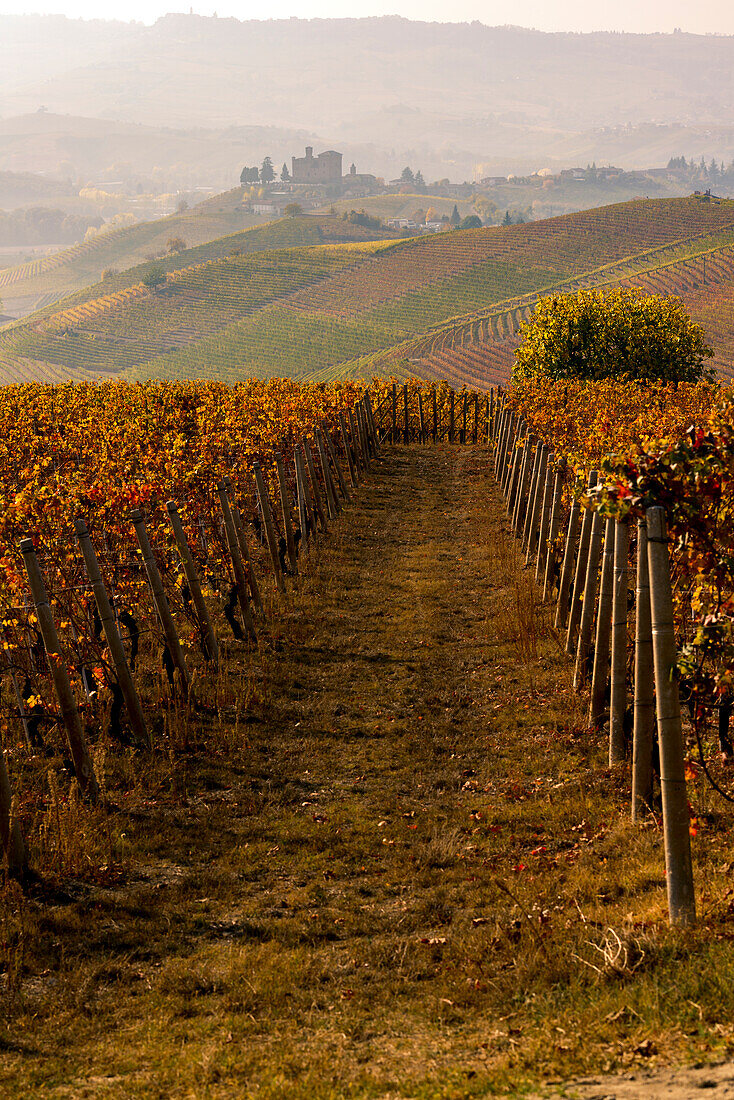 The vineyards and the castle of Grinzane Cavour in Autumn. Italy, Piedmont, Cuneo district, Langhe