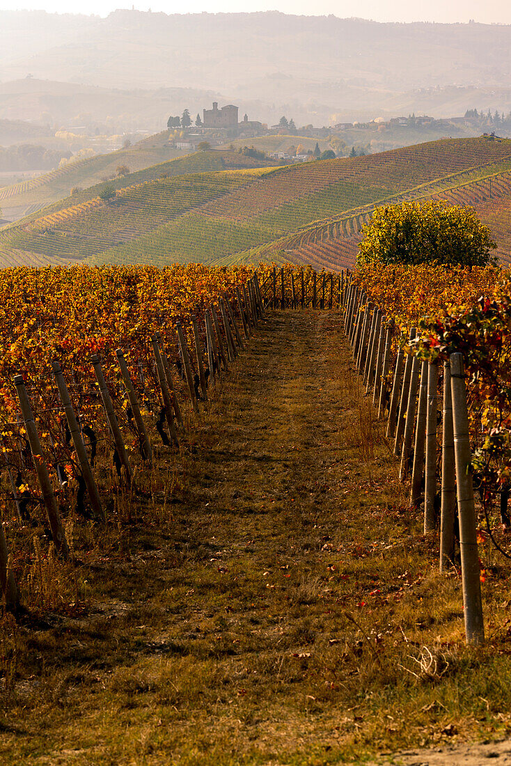 The vineyards and the castle of Grinzane Cavour in Autumn, Italy, Piedmont, Cuneo district, Langhe