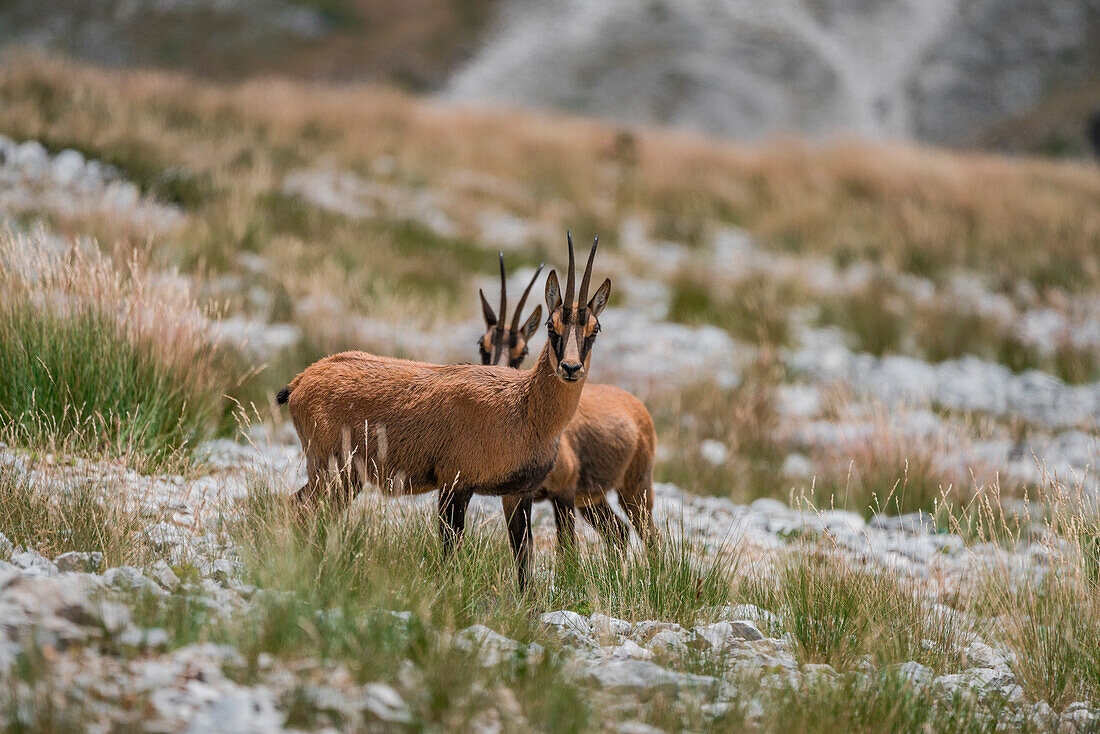 Couple of Chamois, Gran Sasso, Campo Imperatore, L'Aquila province, Abruzzo, Italy