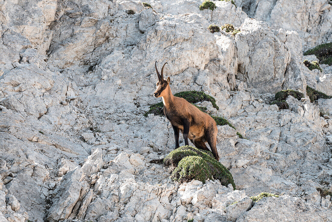 Male of chamois on a rocky spur, Gran Sasso, Campo Imperatore, L'Aquila province, Abruzzo, Italy