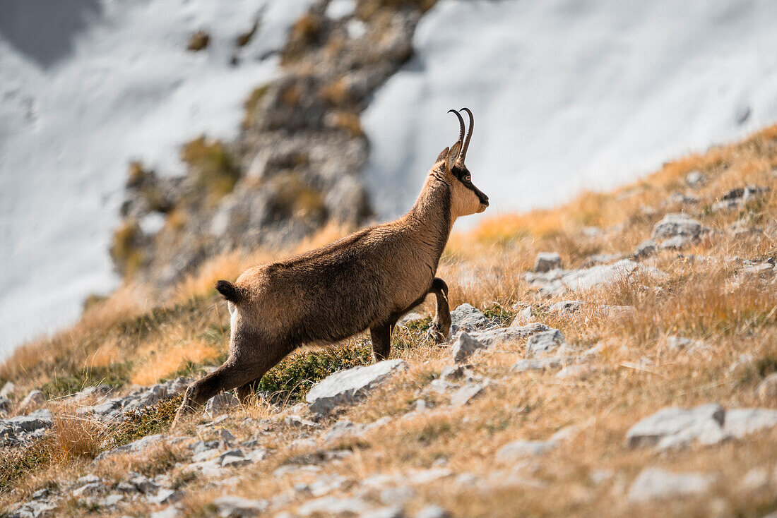 Female of chamois, Gran Sasso, Campo Imperatore, L'Aquila province, Abruzzo, Italy