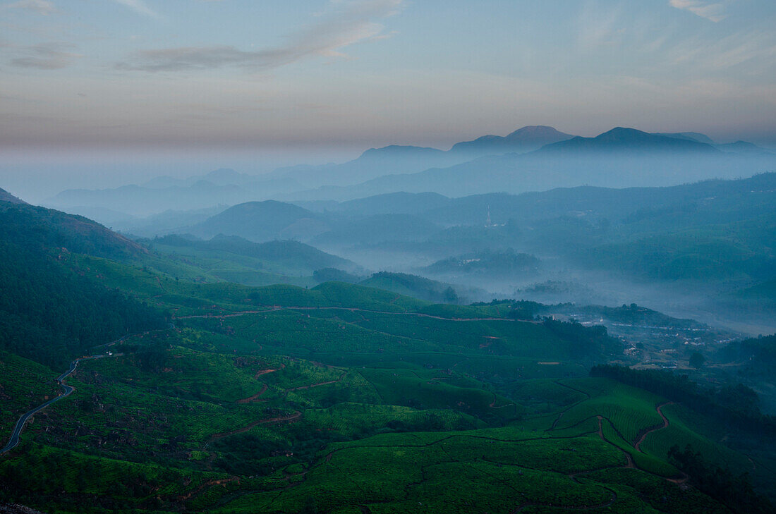 Munnar, Kerala, India. A sunrise view of the tea plantation.