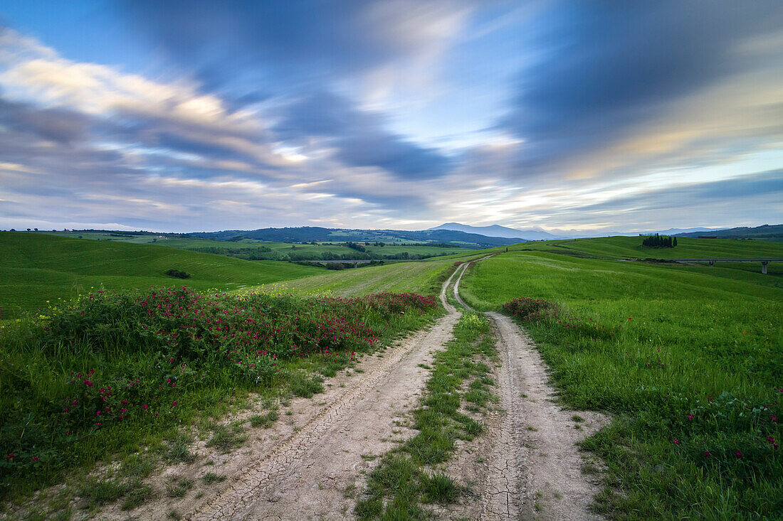 Country road in Torrenieri, near the famous Cipressi di San Quirico d'Orcia, San Quirico d'Orcia, Val d'Orcia, Tuscany, Italy