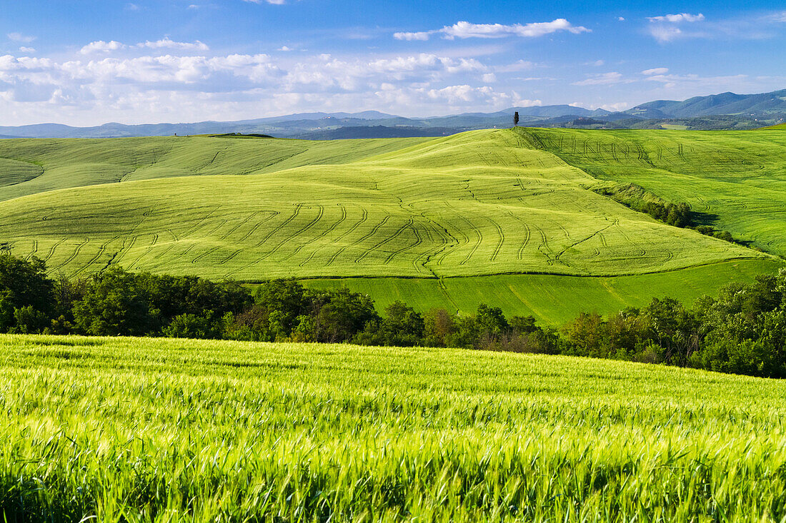 Green hills of wheat in the countryside near Asciano, Val d'Orcia, Tuscany, Italy.