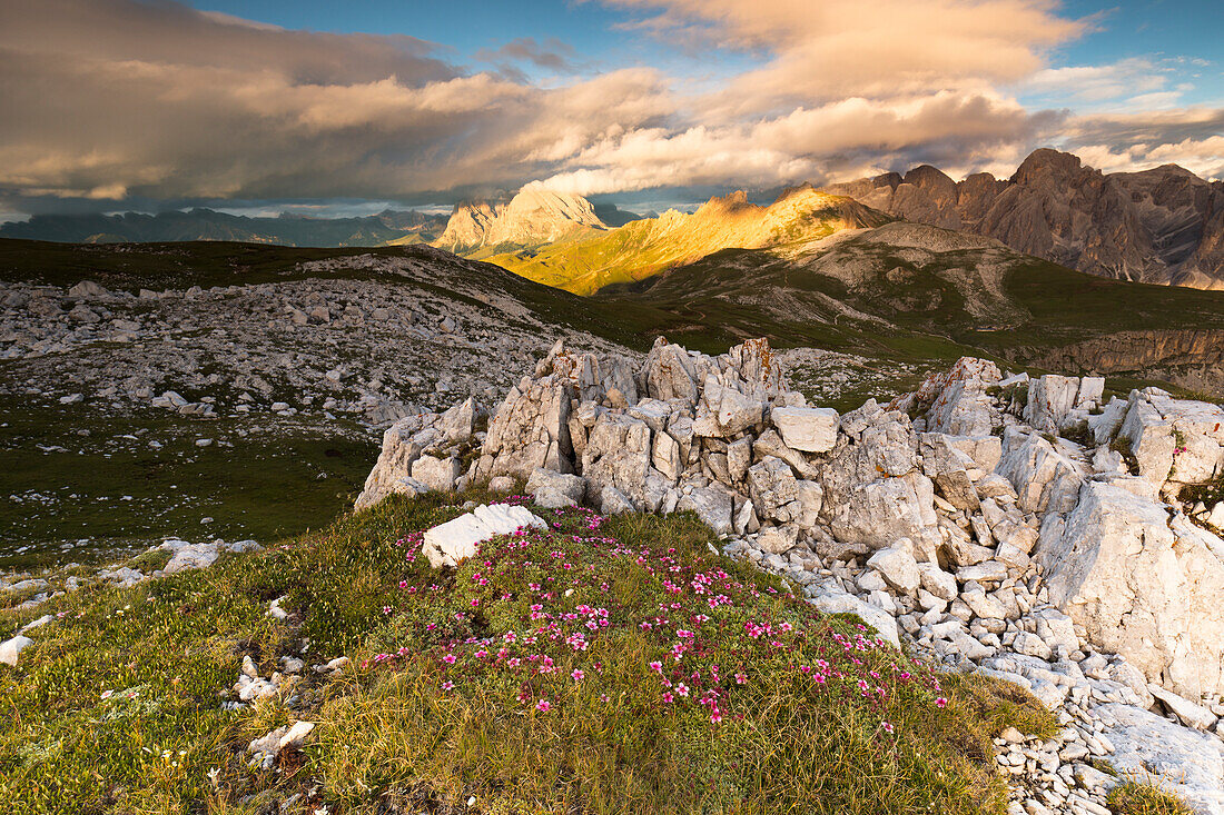 a beautiful sunset from the top of the Schlern (Sciliar) with alpine flowers in the foreground, Bolzano province, South Tyrol, Trentino alto Adige, Italy