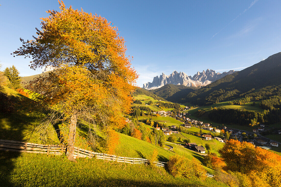 a view of Villnössertal (Val di Funes) with hot autumnal colors, Bolzano province, South Tyrol, Trentino Alto Adige, Italy