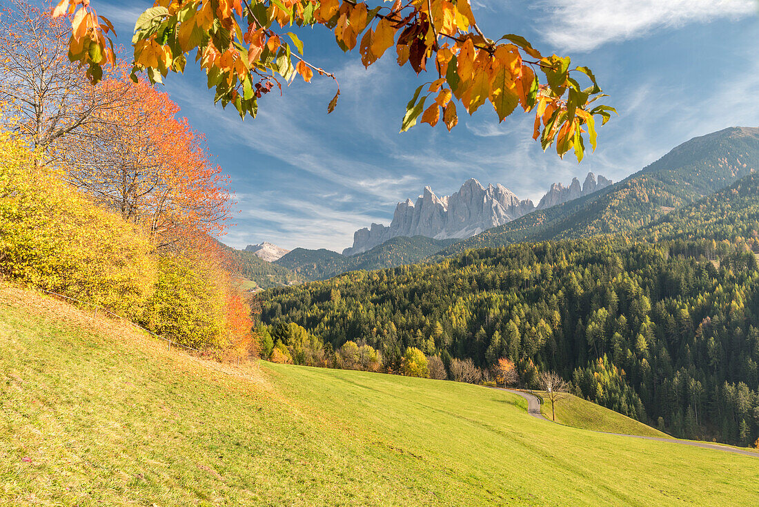 Funes Valley, Dolomites, province of Bolzano, South Tyrol, Italy. Autumn colors in the Funes Valley with the Odle peaks in the background