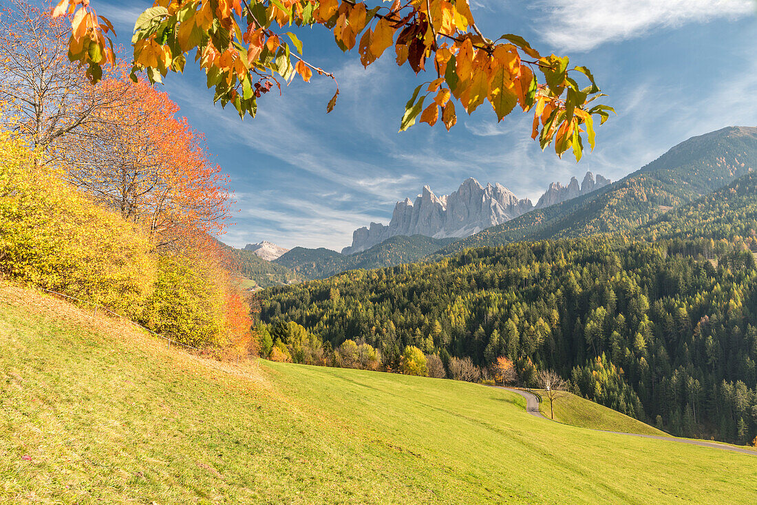 Funes Valley, Dolomites, province of Bolzano, South Tyrol, Italy, Autumn colors in the Funes Valley with the Odle peaks in the background