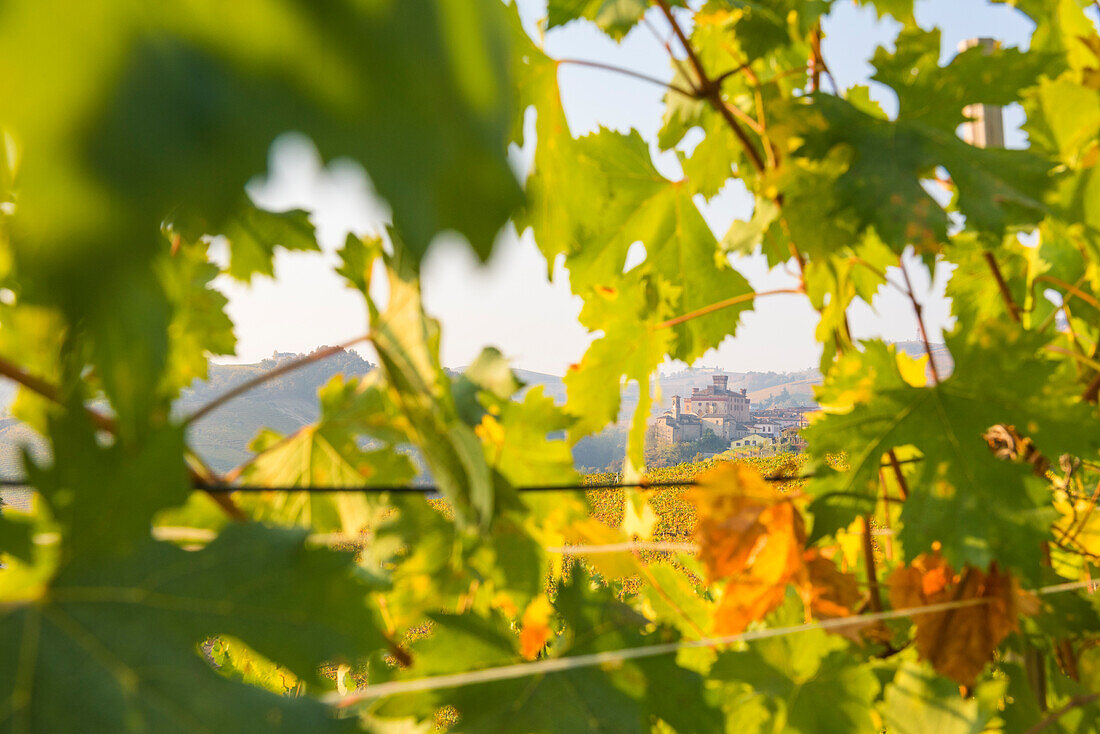 Barolo,Cuneo Province,Piedmont,Italy