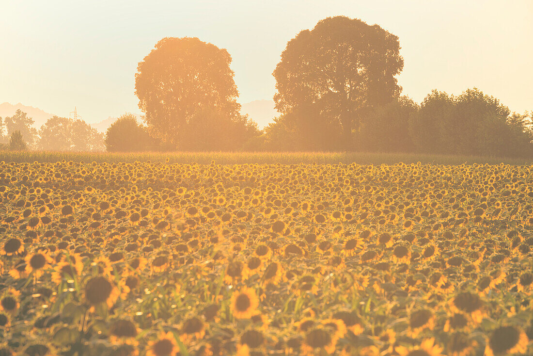 Sunflowers in Franciacorta, Brescia province in Lombardy district, Italy, Europe.