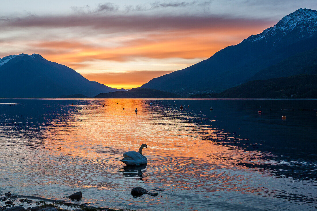 The swan of Como lake at sunset, Lombardy, Italy, province of Como
